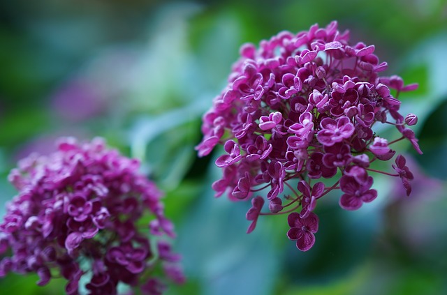 De charme van de meerstammige sering: een genot voor elke tuinliefhebber